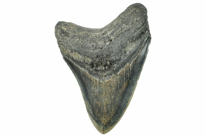 Serrated, Fossil Megalodon Tooth - North Carolina #294706